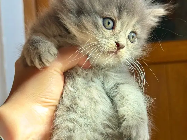Шотландские вислоухие котята, Худжанд