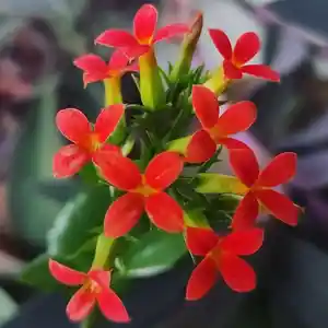 Комнатное растение каланхоэ, Душанбе