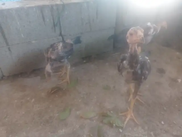 Дакан, Хуҷанд
