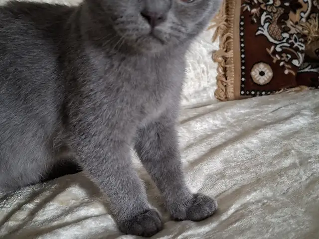Котёнок шотландский, Хуҷанд