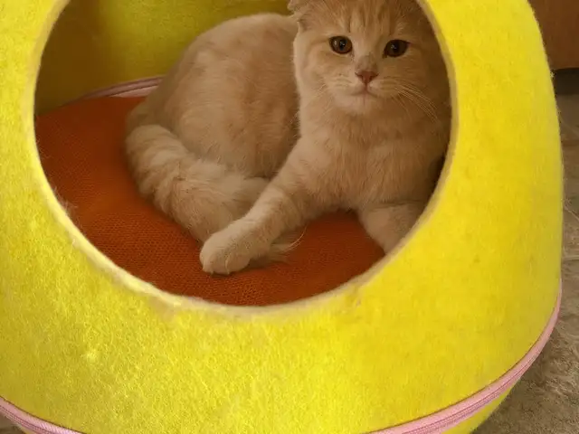 Кошки, Хуҷанд