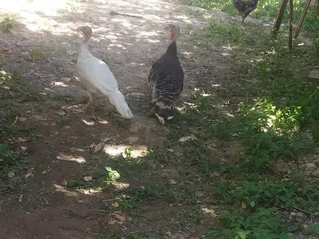 Индюк, Турсунзаде
