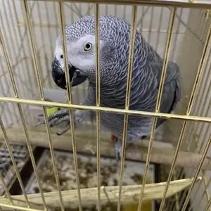Попугай Жако, Душанбе