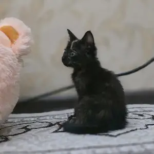 Кот, Душанбе