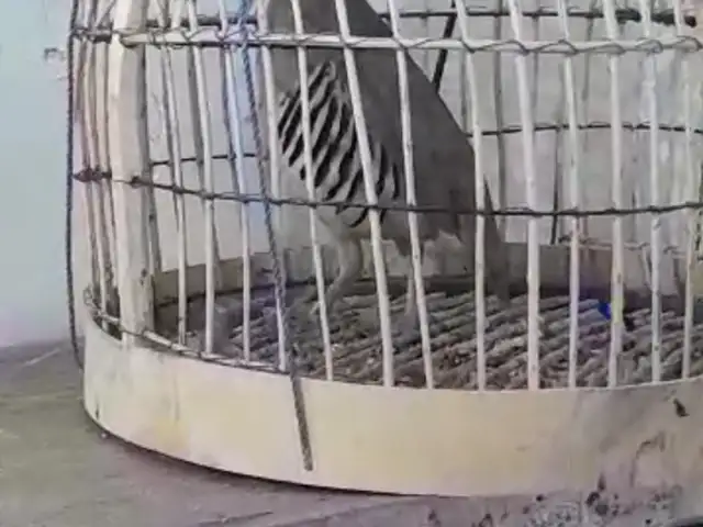 Кабк, Душанбе