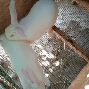 Харгуши хикол пара, Душанбе