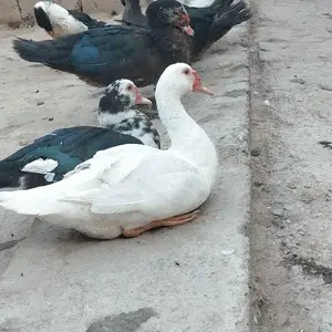 Индоутка, Турсунзаде