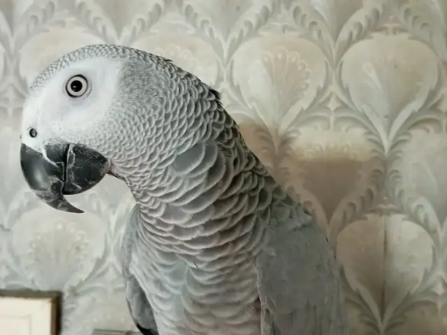 Попугай жако, Душанбе