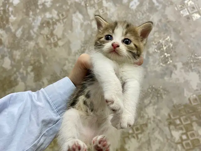 Шотландские котята, Душанбе