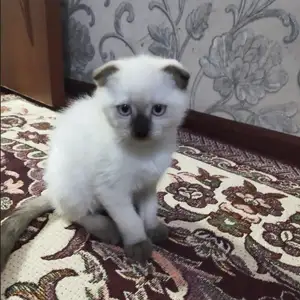 Шотландская кошка, Душанбе