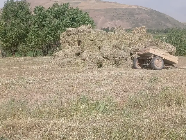 Сено, Рашт