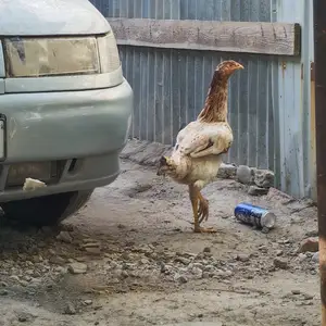 Дакан, Душанбе