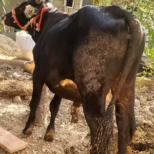 Бука, Ваҳдат
