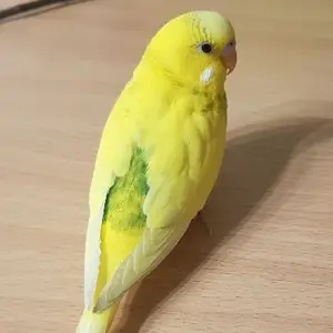 Попугай, Душанбе
