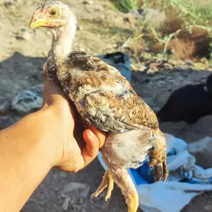 Дакан чуча, Истиклол