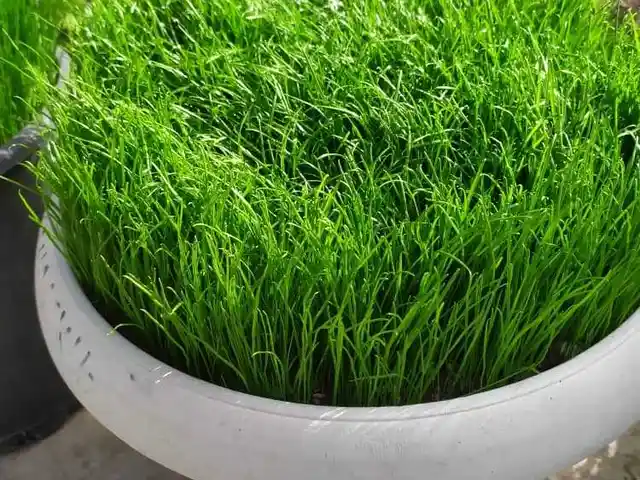Газон, Душанбе
