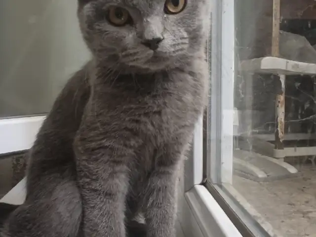 Шотландский прямоухий кот на вязку, Хуҷанд