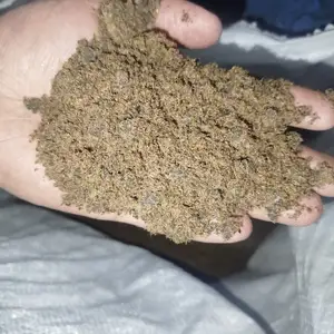 Кунҷораи зағир, Душанбе