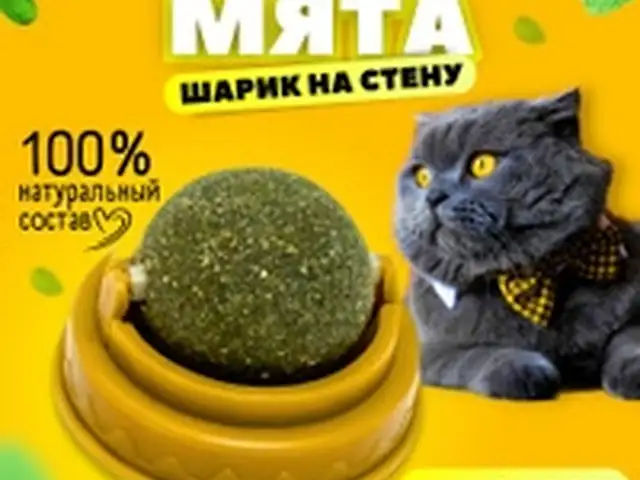 Мята для кошек, Худжанд