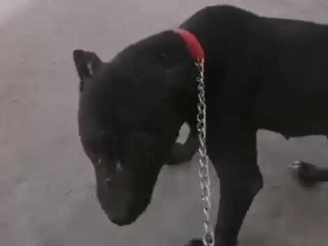 Саги Питбул, Вахдат