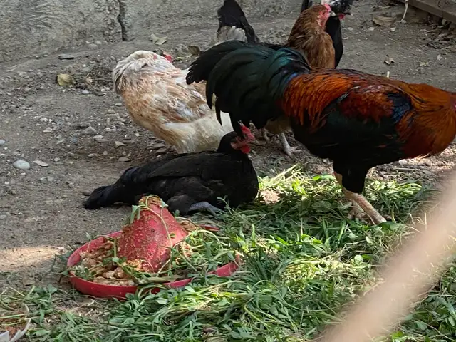 Мург, Худжанд