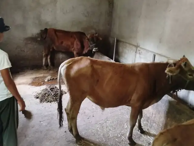 Бука, Ваҳдат