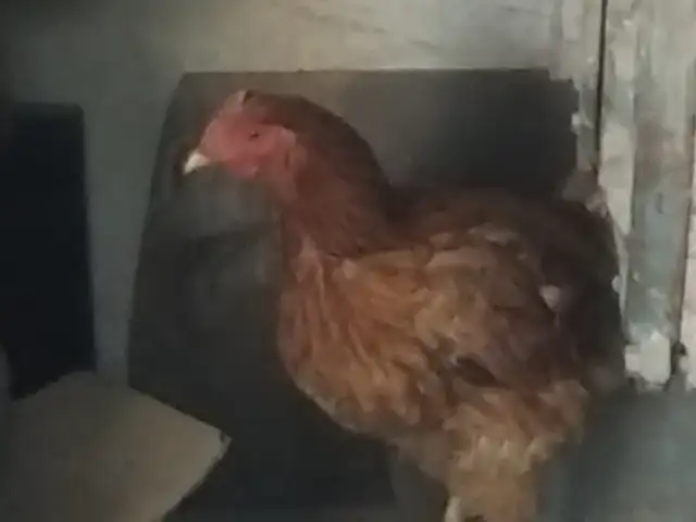 Курица несущка, Душанбе