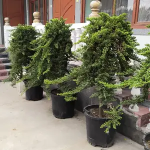 Арчаи ситорави, Душанбе