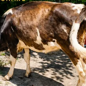 Гусола, Вахдат