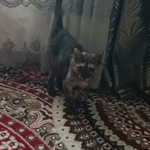 Кошки, Хуҷанд