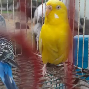 Волнистый попугай, Душанбе
