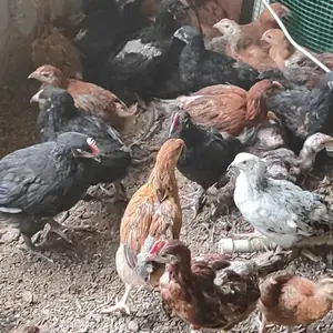 Чучаи сиёх, Худжанд