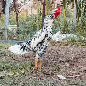 Дакан хурус, Шахринав