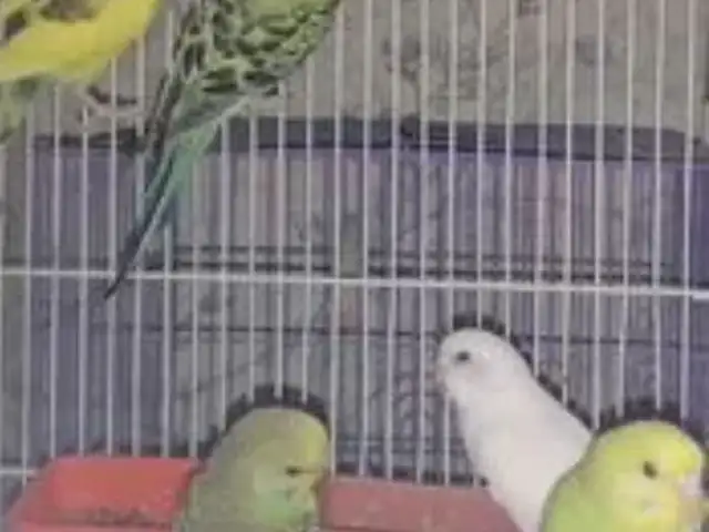 Попугай, Душанбе