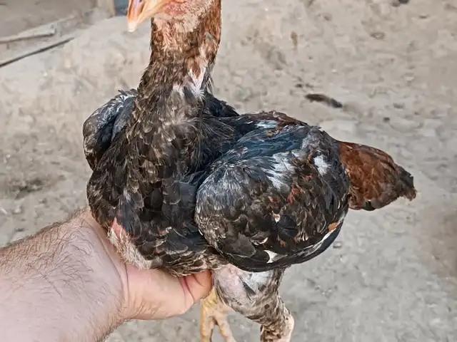 Мургхои Дакан, Хуҷанд