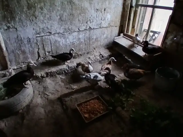 Мург, Бобоҷон Ғафуров