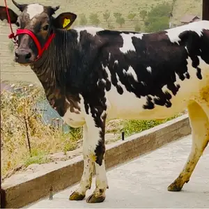 Гуночин, Душанбе