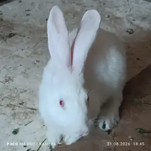 Харгуш, Душанбе