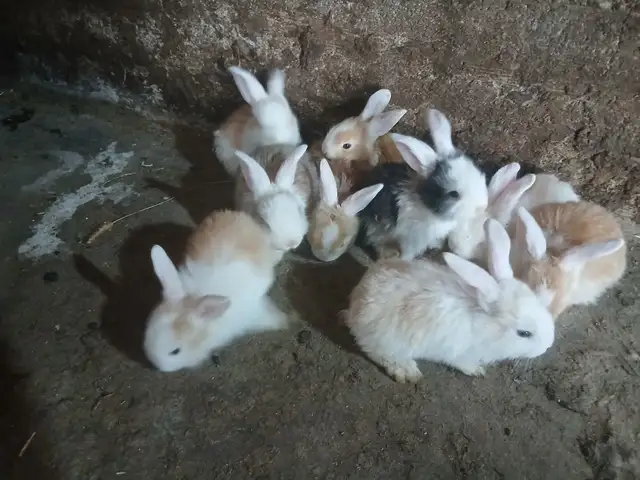 Харгушчахо, Душанбе