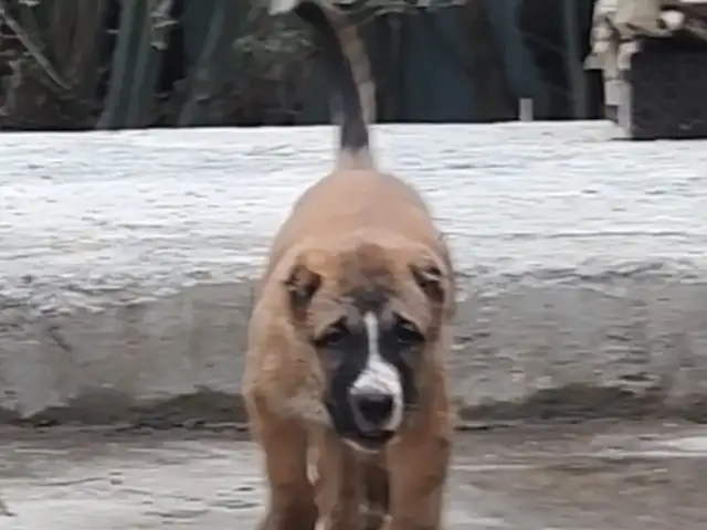 Алабай, Худжанд