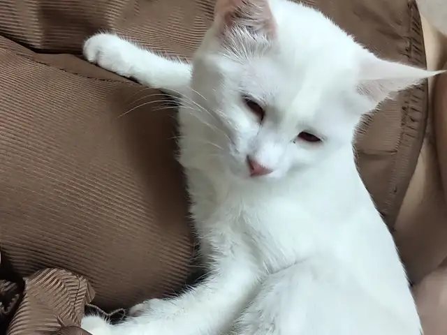 Кошка, Хуҷанд