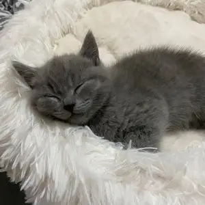 Шотландские котята, Худжанд