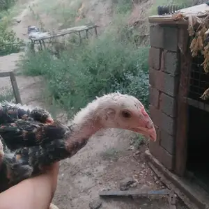 Чӯҷа, Турсунзаде