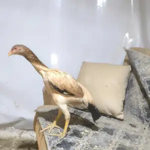 Дакан, Хуҷанд