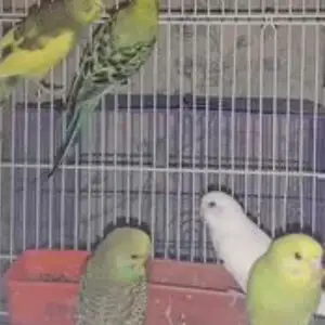 Попугай, Душанбе