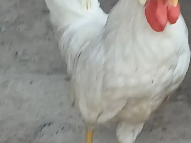 Хурусҳои сафед, Худжанд