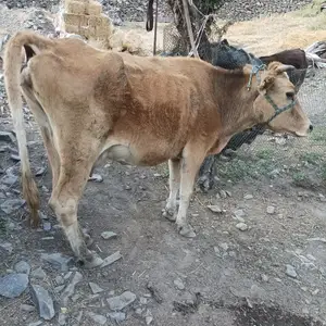 Гов, Горная Матча