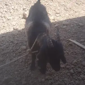 Буз, Рудаки