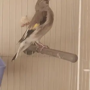 Саба, Хуҷанд