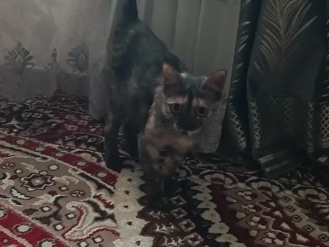 Гурба бепул, Худжанд